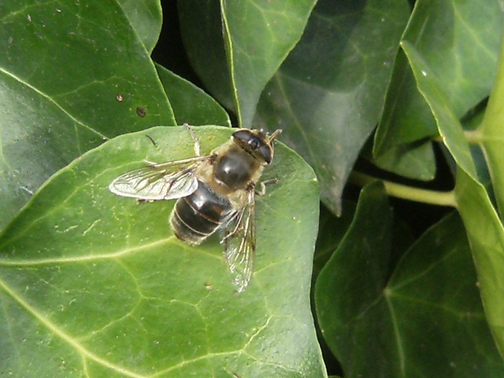 Eristalis?